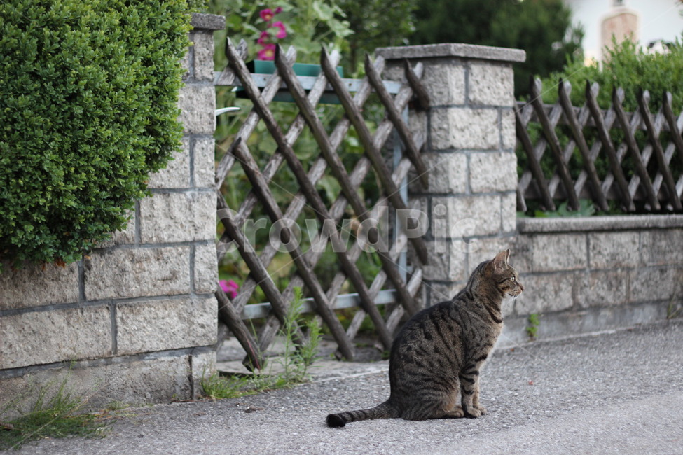 cat,고양이,mammal,포유류,pet,동물,animal,애완동물,동물,animal,포유류,mammal,고양이,cat,kitten,kitty