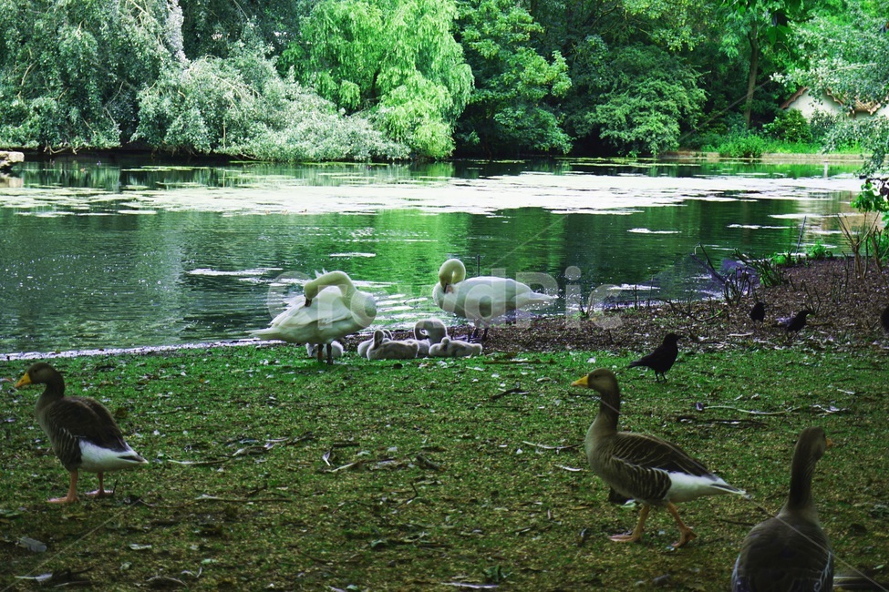 백조,새,새가족,병아리,동물,bird