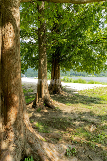 treetrunk,나무줄기,plant,식물,tree,나무,자연,풍경,nature,landscape,식물,plants,나무,trees,wood,tree trunk,나무 줄기
