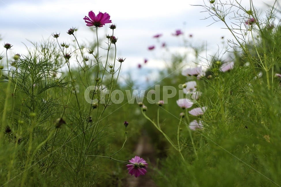 plant,식물,코스모스,꽃,풀,식물,자연,plants,nature,꽃,flower