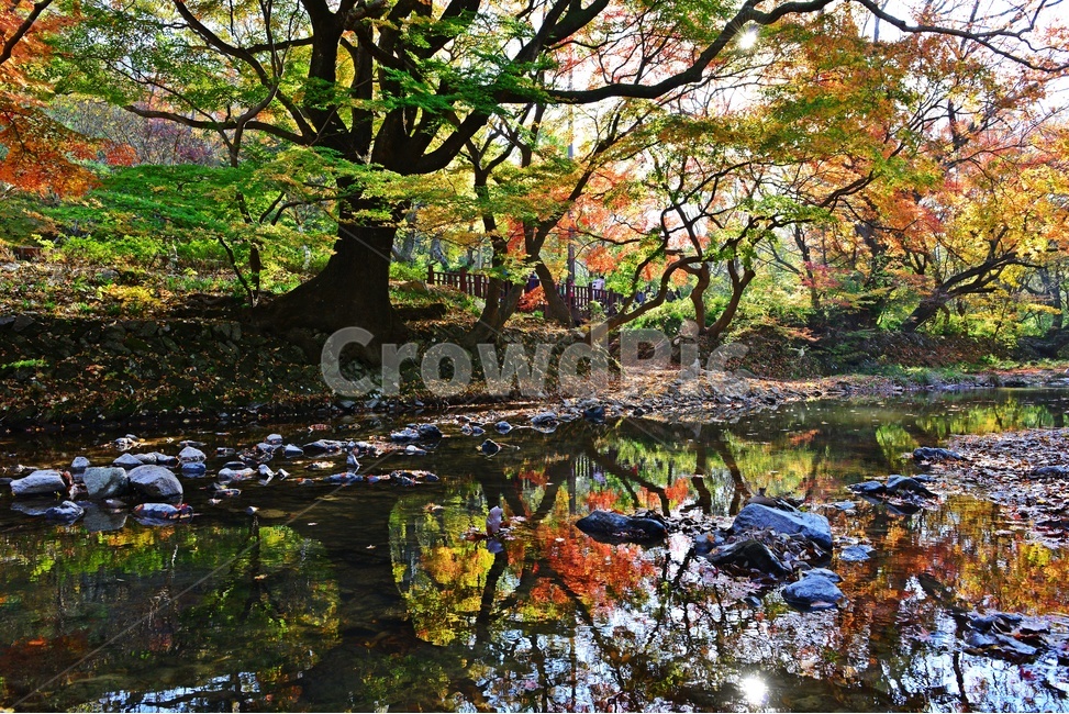 전북,고창,선운사,계곡,가을,단풍,빨강,녹색,도솔천,nature,자연,outdoors,옥외,land,땅,water,물,tree,나무,plant,식물,가을,계절,fall,autumn,season