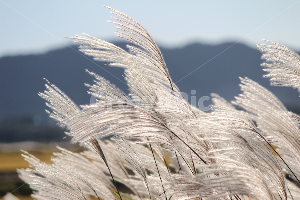 갈대,풀,식물,힐링,시골,바람부는,가을,계절,fall,autumn,season,grass,잔디,plant,animal,동물,bird,새,lawn