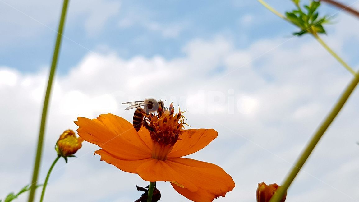 꽃,벌,일벌,꿀벌,코스모스,가음,식물,자연,plants,nature,꽃,flower,동물,animal,곤충,벌레,insect,bug