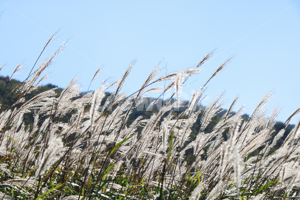 신불산,갈대,억새,갈대밭,억새밭,영남알프스,식물,가을,계절,fall,autumn,season,자연,풍경,nature,landscape,grass,잔디,plant,lawn,reed
