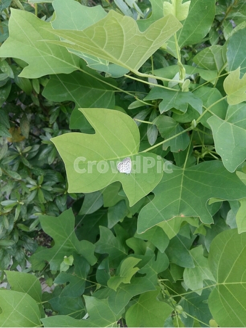 나비,나뭇잎,아침,나무,길,leaf,plant,식물