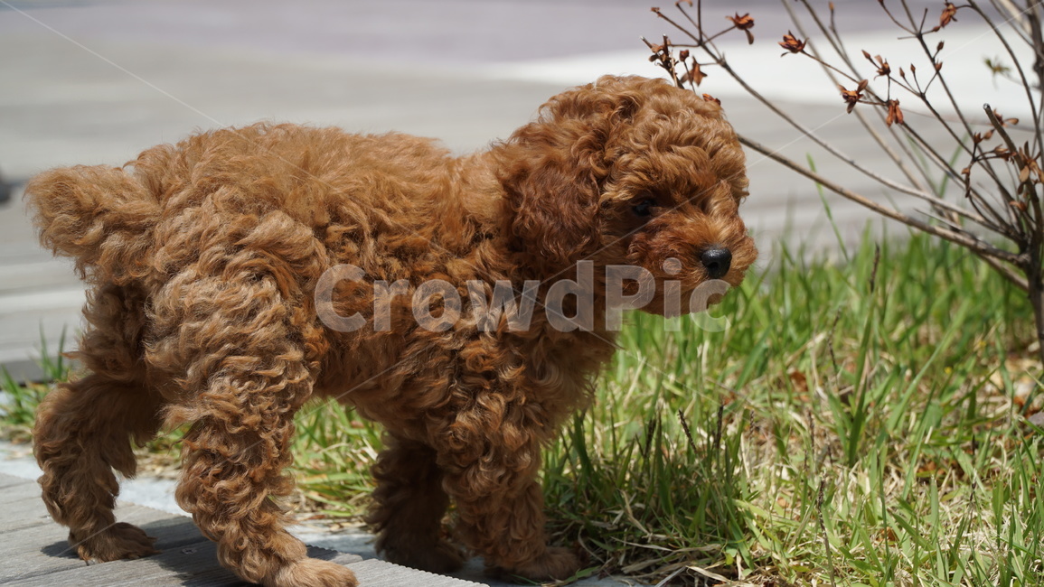 pet,dog,개,animal,동물,강아지,푸들,반려견,반려,애완,댕댕이,꼬물이,동물,animal,포유류,mammal,개,강아지,dog,doggy
