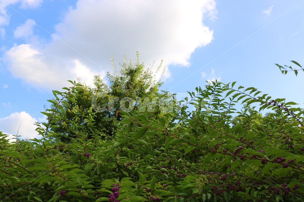 나무,식물,좀작살나무,열매,자연,좀작살나무열매,자연,풍경,nature,landscape,vegetation,초목,plant,bush,부시,tree