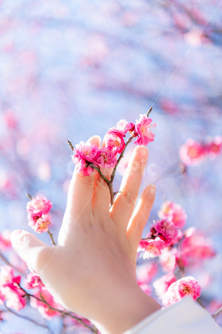 홍매화,봄,붉은꽃,빨강,분홍,매화,봄꽃,꽃나무,봄,계절,spring,season,식물,자연,plants,nature,꽃,flower,사람,인물,인간,human,person,신체일부,몸,body,감성,sensible,feeling,색깔,색상,색채,색감,color sense,color sensitivity,feeling of color,plant
