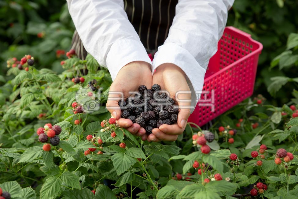 dipped,weekend experience,rural,experience,put,hold,white,two hands,returning to farming,in hand,landscaping,extend,upper body,field,orchard,closeup,person,plant,lift,collect,daytime,full,women,gardening,fruit,show,apron,crops,berries,vegetable,bokbunja,s