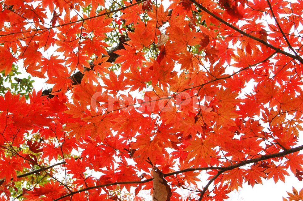 단풍,가을,단풍잎,나무,잎,나뭇잎,가지,붉은색,붉은잎,leaf,plant,tree,maple,가을,계절,fall,autumn,season,식물,자연,plants,nature