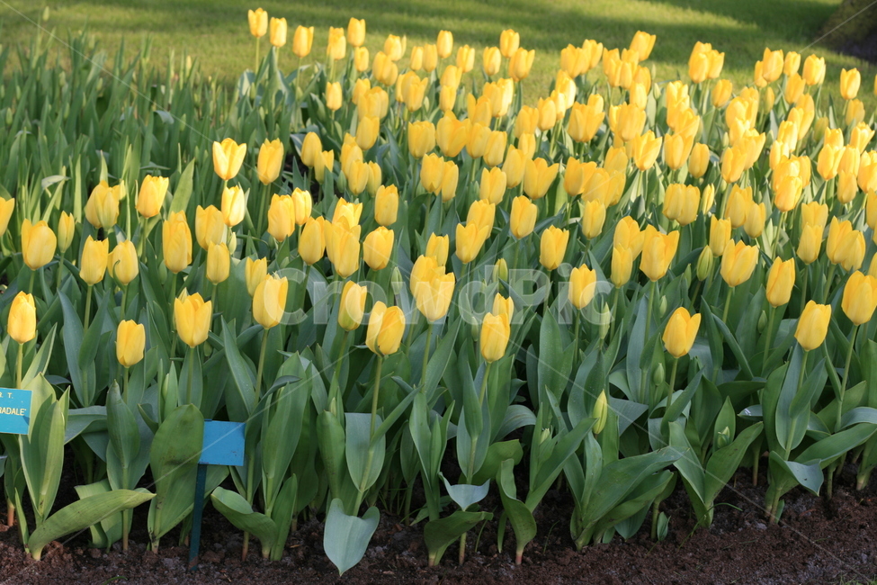 꽃,정원,튤립축제,식물,꽃밭,튤립,노란꽃,노란튤립,flower,garden,tulip,yellowflower,yellowtulip,식물,자연,plants,nature,꽃,flower