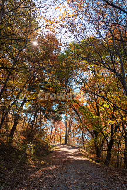 식물,나무,단풍,산,자연,plant,tree,단풍잎,가을,오솔길,등산로,가을,계절,fall,autumn,season