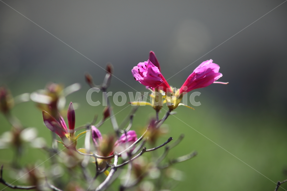 철쭉,철쭉나무,봄,smilerosebay,royalazalea,식물,자연,plants,nature,꽃,flower