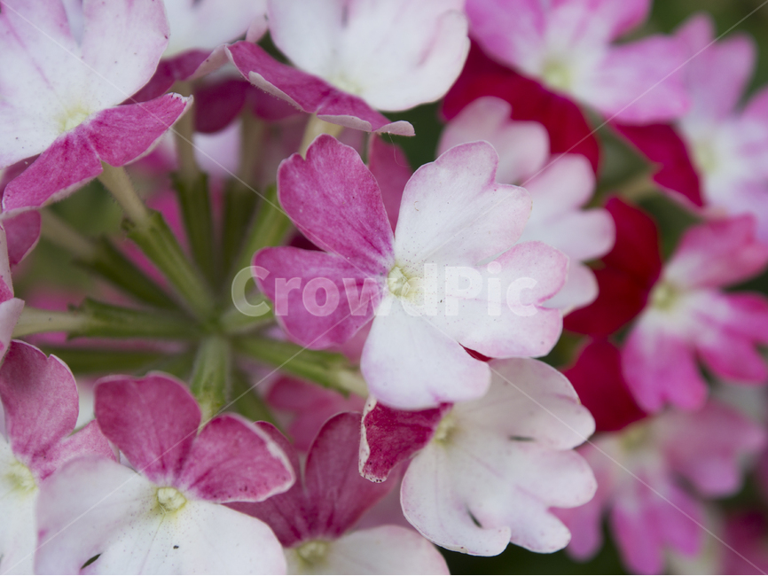 꽃,꽃잎,화분,화단,flower,식물,자연,plants,nature,꽃,flower