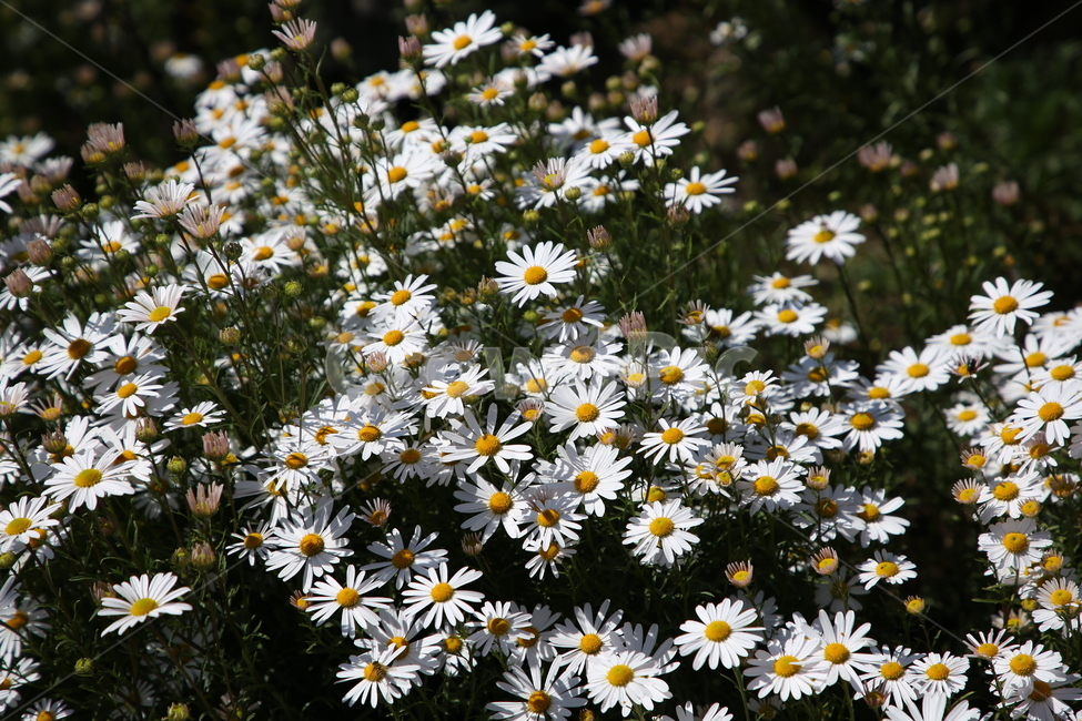 하얀꽃,꽃,flower,국화꽃,가을꽃,상주경천섬,식물,자연,plants,nature,꽃,flower