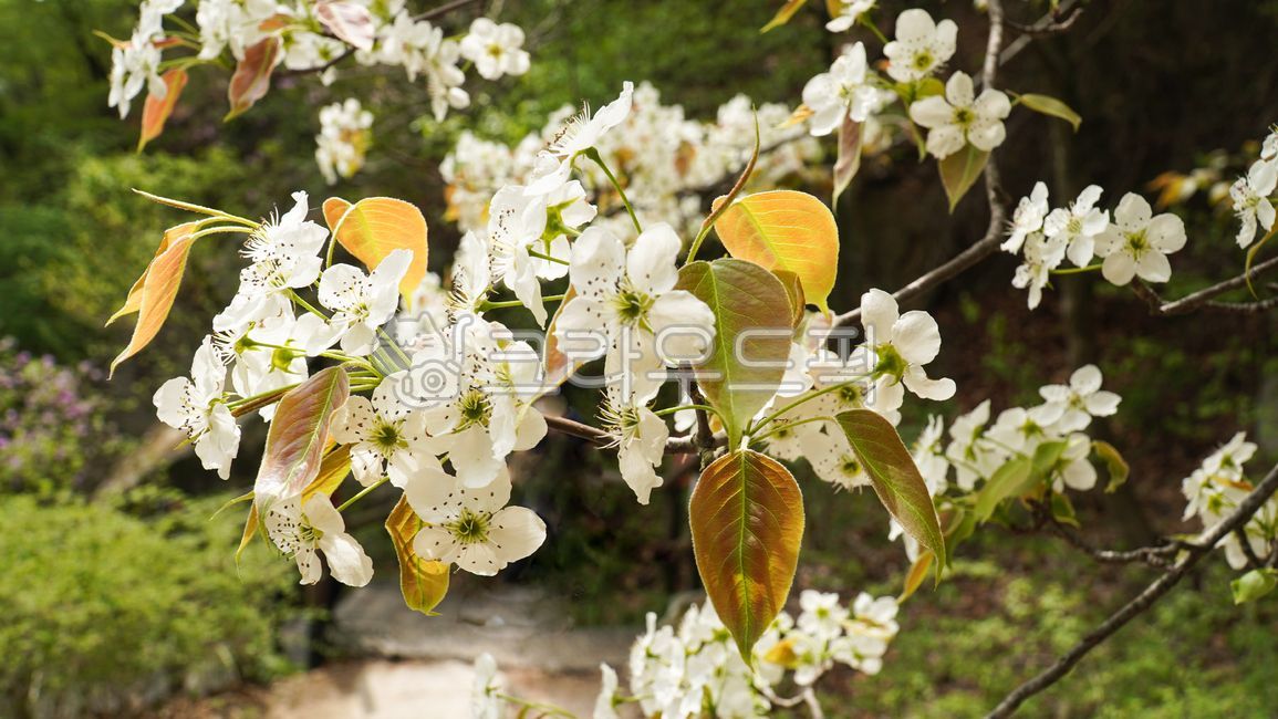 배나무꽃,야생,과일,하얀색,식물,산,돌배나무,plant,꽃,flower