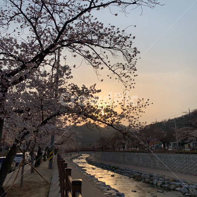 벚꽃,노을,태양,해,분홍색벚꽃,분홍색,주황색,노란색,핑크색,하늘색,흘러가는물,금오천,노을이비친물,봄,따듯함,예쁜꽃,예쁜벚꽃,맑은하늘,핑크색하늘,주황색하늘,그라데이션하늘,봄스런하늘