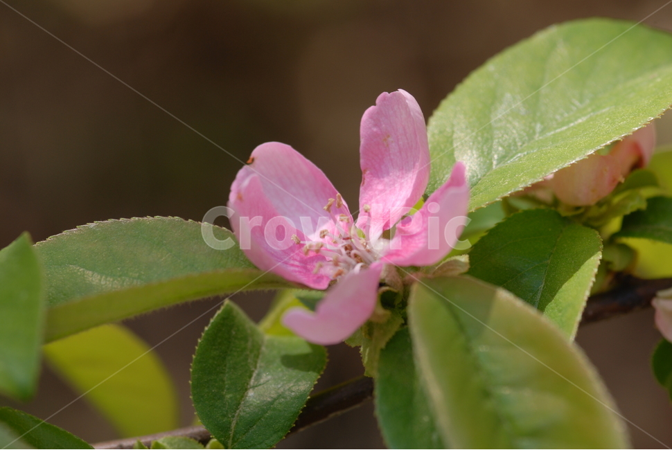 식물,나무,사과,사과꽃,과일,과일꽃,꽃,꽃,flower
