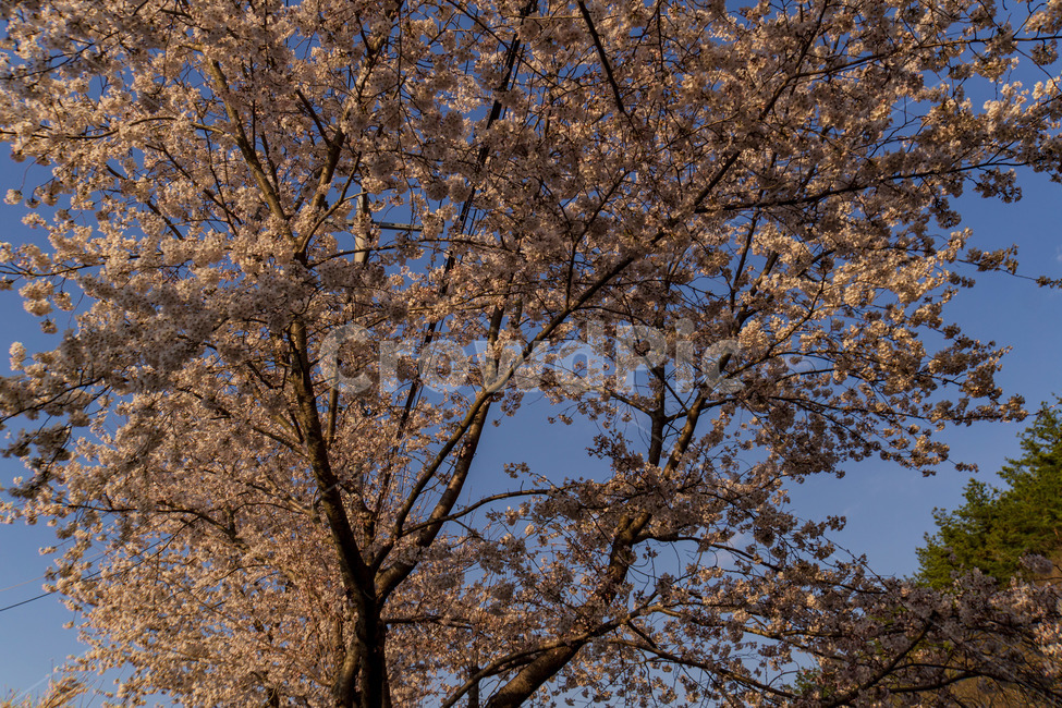 벚꽃,벚꽃길,풍경,봄,계절,하늘,꽃,벚꽃엔딩,봄,계절,spring,season,자연,풍경,nature,landscape,plant,식물,tree,나무,tree trunk,나무 줄기