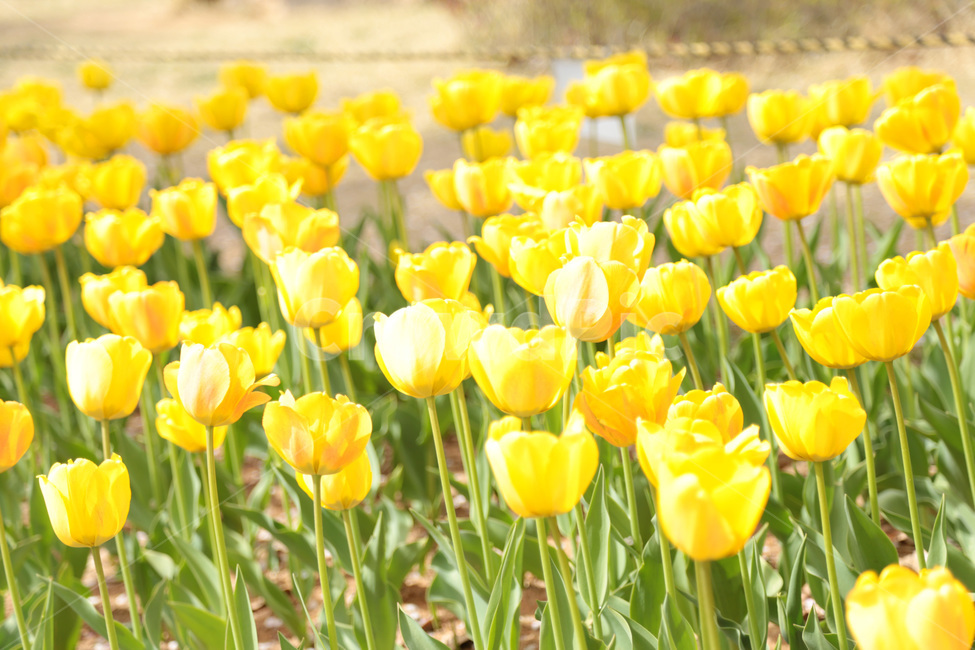 튤립,꽃밭,봄,tulip,꽃,flower,식물,plant,노랑,노란튤립,yellow