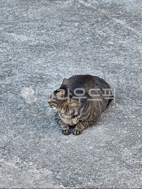 고양이,길고양이,길냥이,집사,츄르