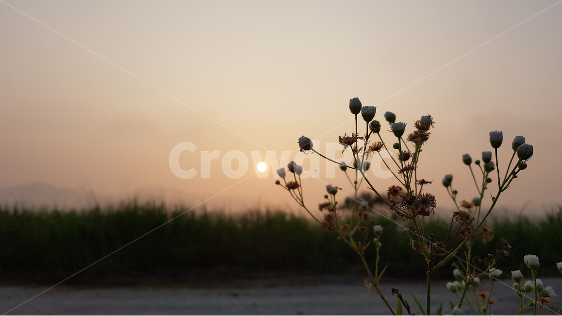 아침노을,일출,자연,아침안개,sunrise,morningglow,식물,자연,plants,nature,꽃,flower