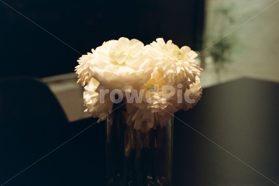 seoul,cafe,interior,design,photography,flim,camera,nikon,canon,카메라,필름,니콘,꽃,flower,coffee,인테리어,디자인,카페,deco,furniture,사진,기록,식물,자연,plants,nature,꽃,flower,실내용화초,화분,화초,house plant,감성,sensible,feeling,인테리어,실내디자인,interior design