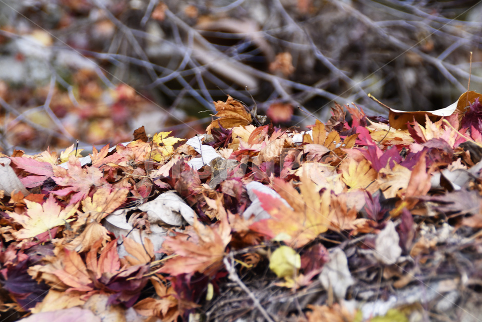 가을,fall,단풍나무,낙엽,fallenleaves