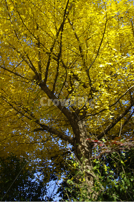 은행나무,가을,은행잎,식물,plant,하늘,가을,계절,fall,autumn,season,식물,자연,plants,nature,나무,trees,wood,tree,tree trunk,나무 줄기
