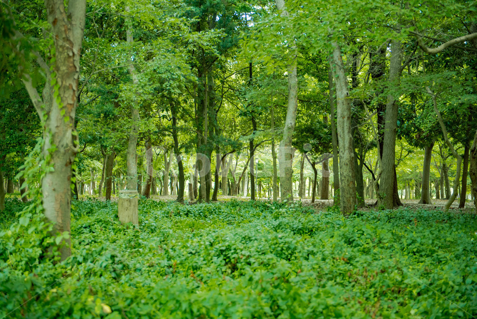 공원,산책,나무,초목,tree,자연,풍경,nature,landscape