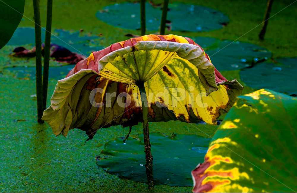 연잎,문양,무늬,패턴,습지,개구리밥,식물,자연,plants,nature