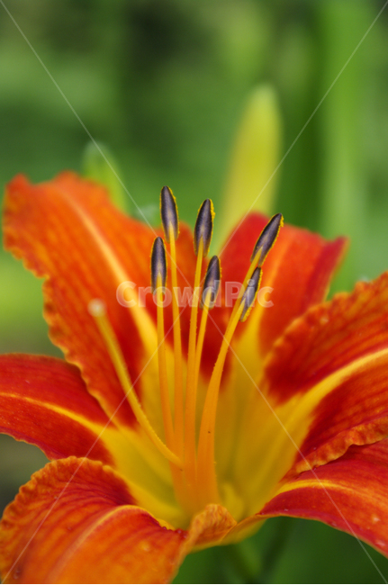홑왕원추리,꽃,식물,flower,plant,식물,자연,plants,nature,꽃,flower
