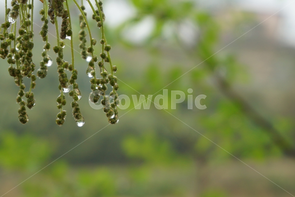 녹색,비,빗방울,비오는날,나무,4월,물방울,식물,자연,plants,nature,비,비오는날,rain,rainy