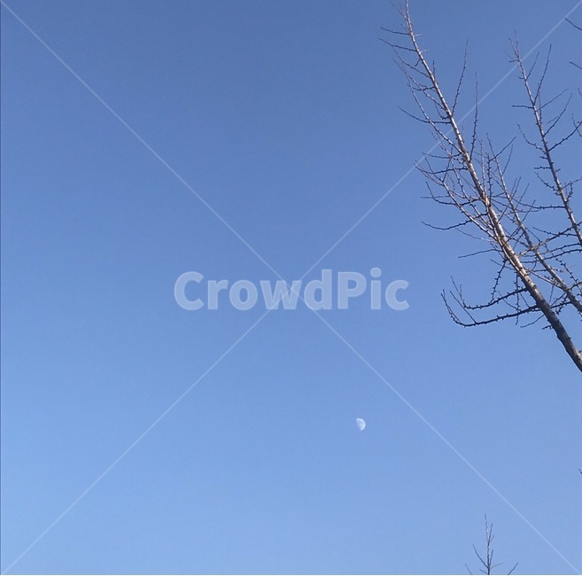색감,감성사진,자연,여름,휴식,힐링,배경,느낌,차가움,쓸쓸함,사진,달,하늘,나뭇가지,밝음,맑음,풍경,Blue,Moon,Tree,Sky,Clear,Sunny,film,color,cool,alone,sensitive,feeling,summer