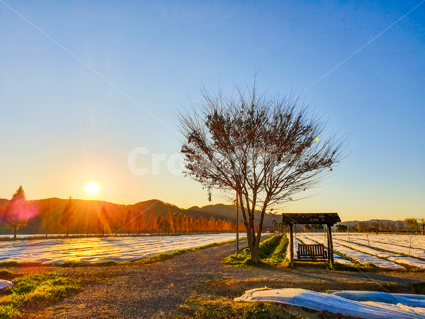light,빛,flare,플레어,nature,자연,나무,풍경,자연,풍경,nature,landscape