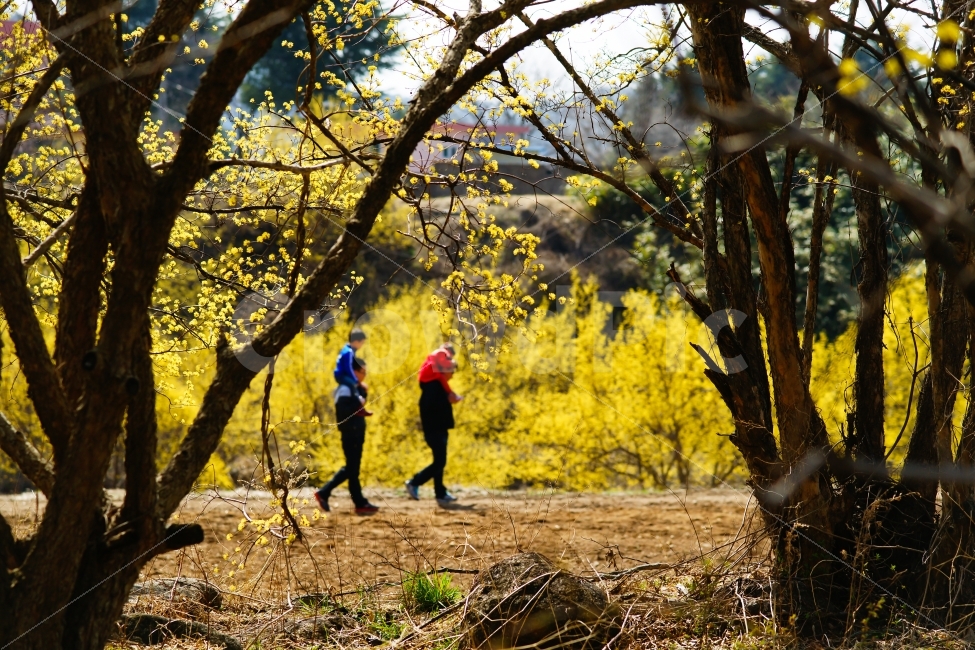 봄,산수유,산동,가족,나들이,사람,사람,인물,인간,human,person,자연,풍경,nature,landscape,봄,계절,spring,season,가족,패밀리,family,walking,보행