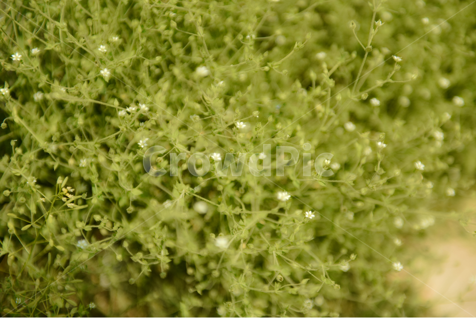 꽃,자연,접사,힐링,신선함,season,plants,nature,flower,sensible,feeling,색깔,색상,색채,색감,colorsense,colorsensitivity,feelingofcolor,감성,평온함,느낌,휴식,녹색