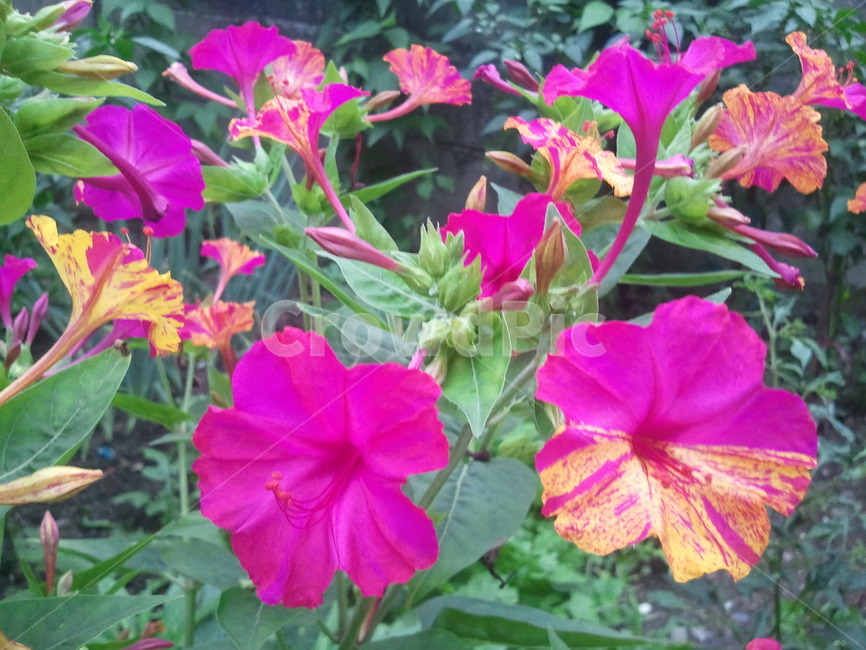 분꽃,수분두,분자두,분화,粉花,자미리,초미리,자화분,紫花粉,식물,자연,plants,nature,꽃,flower