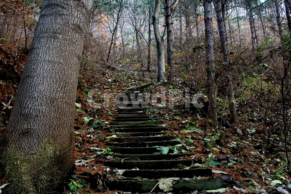 산,가을,계단,숲,장태산자연휴양림,가을,계절,fall,autumn,season,ground,바닥,tree,나무,plant,식물,tree trunk,나무 줄기,path,통로