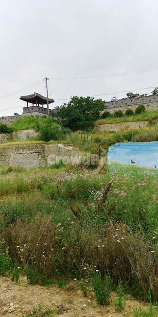 봄,배경,들꽃,한국,korea,전통기와,tradition,자연,풍경,nature,landscape,한국자연풍경,한국자연경관,korea nature landscape,outdoors,옥외,water,물