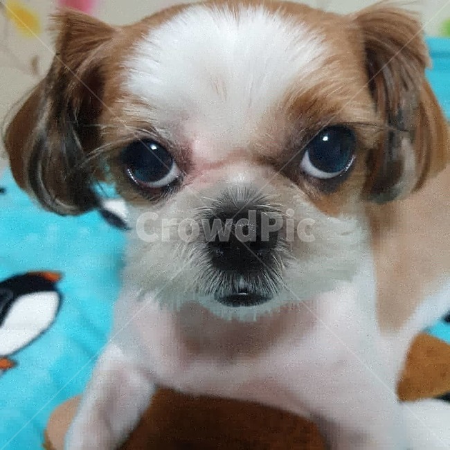 동물,animal,개,dog,강아지,puppy,시츄,shihtzu,귀여운,cute,화난,angry,화난개,angrydog,angrypuppy,개,강아지,dog,doggy