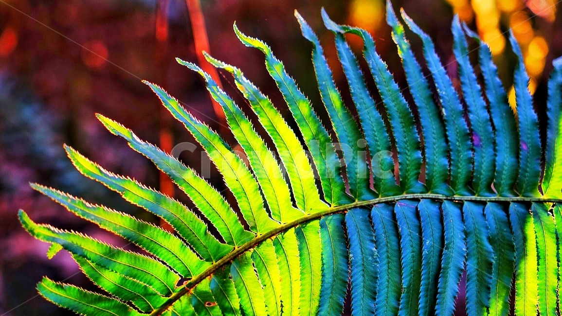 단풍,가을단풍,가을,가을빛,fall,colorfulplant,pant,식물,fern,가을,계절,fall,autumn,season,식물,자연,plants,nature,plant,양치류