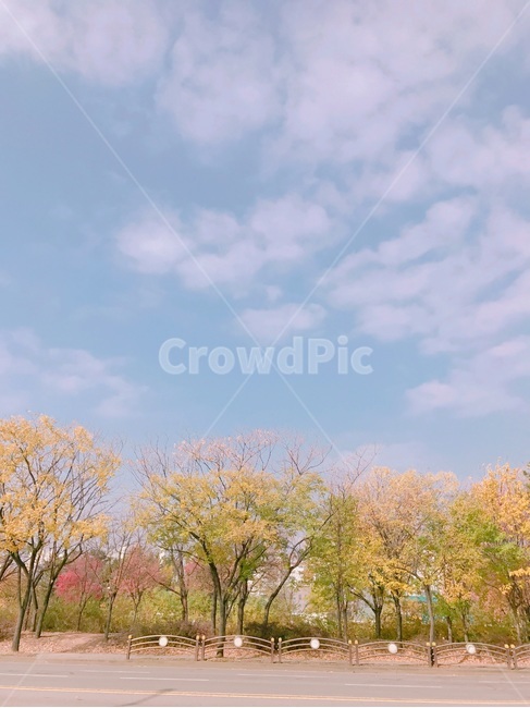 단풍,푸른하늘,가을풍경,동네,가을,자연,풍경,nature,landscape,tree,나무,plant,식물