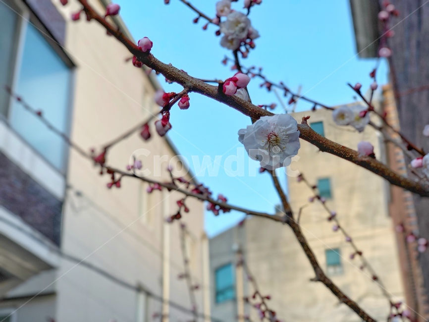 벚꽃,봄,꽃,분홍색,골목,cherryblossom,봄,계절,spring,season,식물,자연,plants,nature,꽃,flower,plant