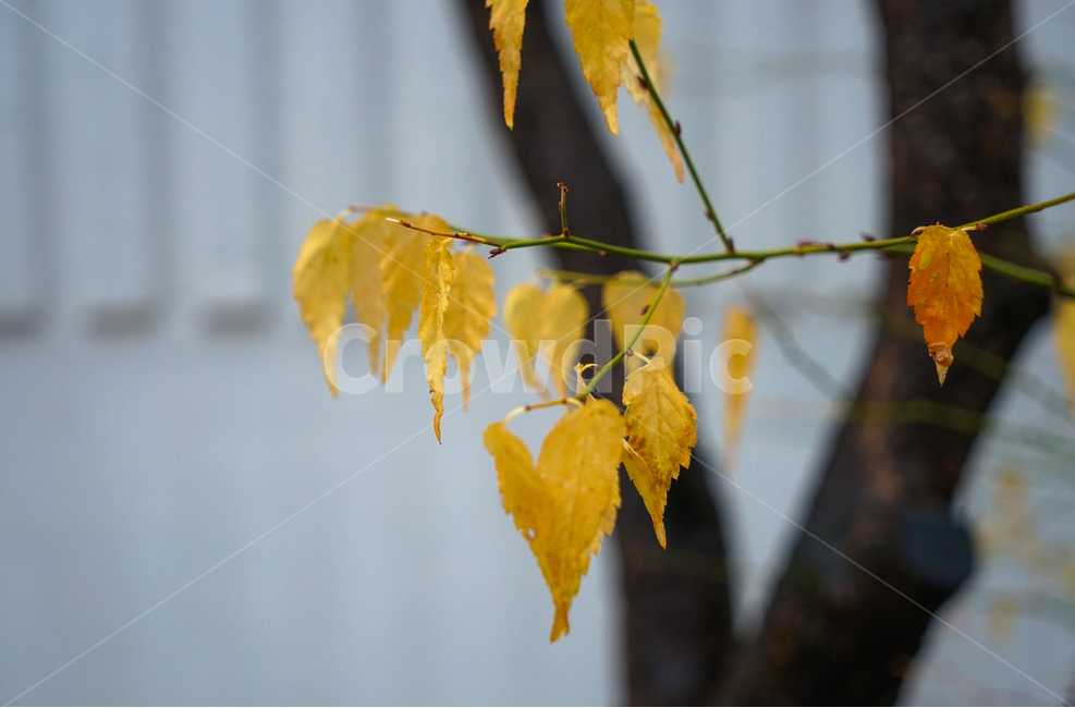 겨울비,단풍,잎,잎새,빗방울,자연,식물,나무,계절,가을,계절,fall,autumn,season,식물,자연,plants,nature,plant,leaf,tree