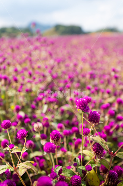 자연,풍경,꽃,꽃밭,식물,flower,식물,자연,plants,nature,꽃,flower