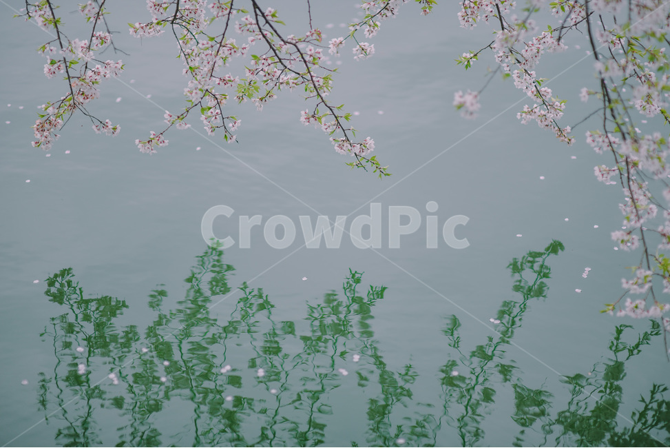 벚꽃,호수,꽃잎,봄,꽃,봄,계절,spring,season,식물,자연,plants,nature,꽃,flower,감성,sensible,feeling,plant
