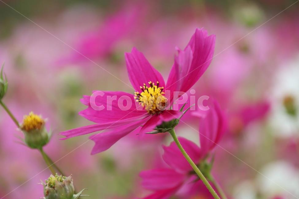 꽃,코스모스,여름,야생화,계절,가을,계절,fall,autumn,season,식물,자연,plants,nature,꽃,flower,plant
