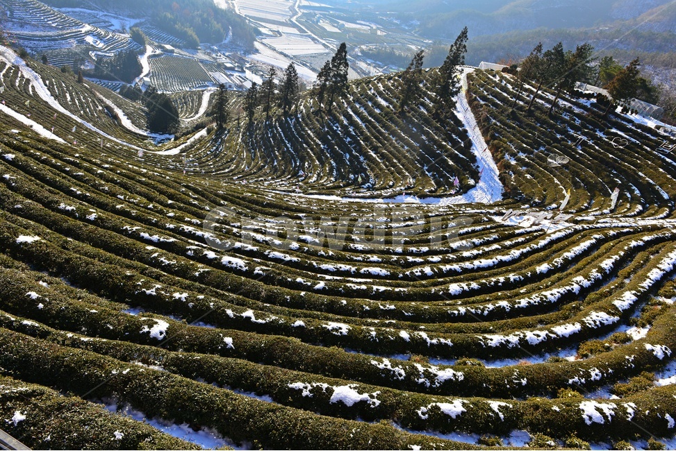 보성,봇재다원,녹차밭,봇재다원설경,설경,녹차잎,녹차,패턴,겨울,계절,눈,outdoors,옥외,nature,자연,겨울,계절,winter,season,자연,풍경,nature,landscape,한국자연풍경,한국자연경관,korea nature landscape