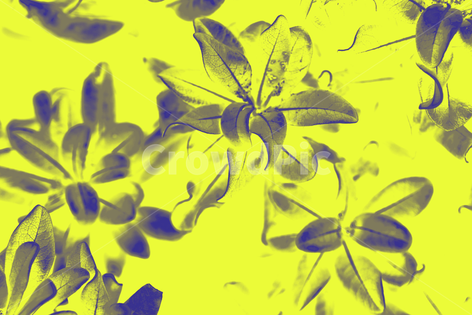 close up,fancy,color,beauty,nature,plant background,beautiful flower,flower,flowersbackground,leaves background,background,flower background,Wallpapers,colorful